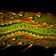 Illustration for article titled The Alien and Eerie Beauty of the Years Best Microscopic Photos